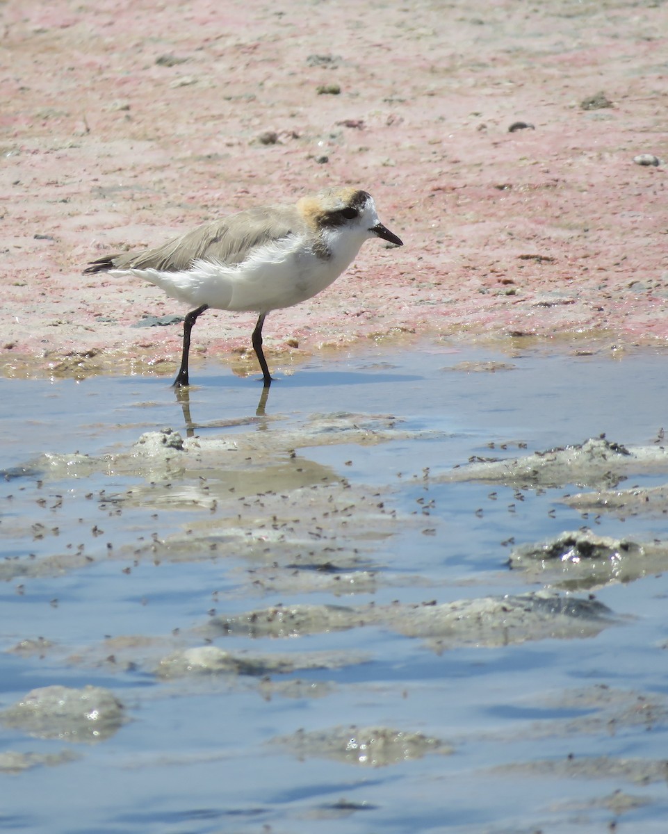 Puna Plover - ML632527548