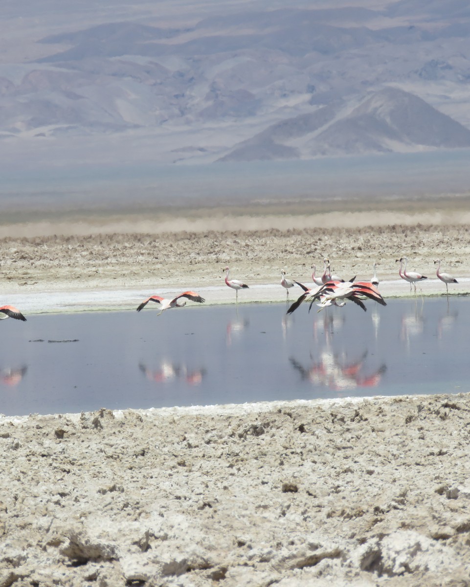 Andean Flamingo - ML632527572