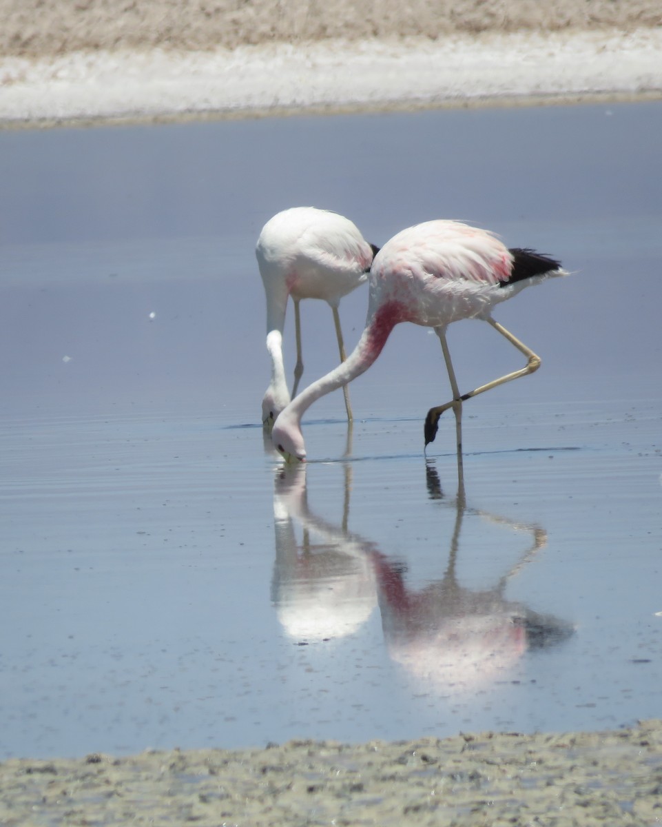 Andean Flamingo - ML632527573
