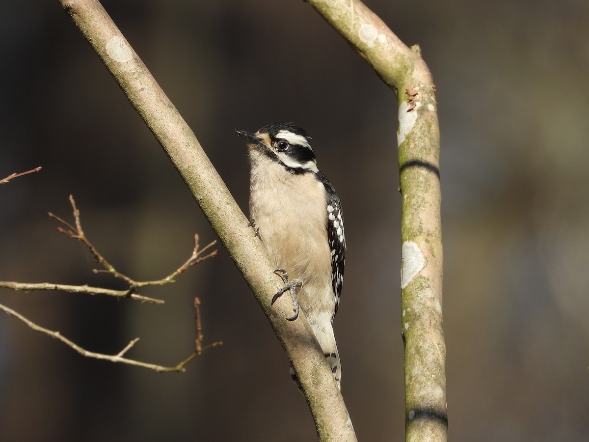 Downy Woodpecker - ML632527577