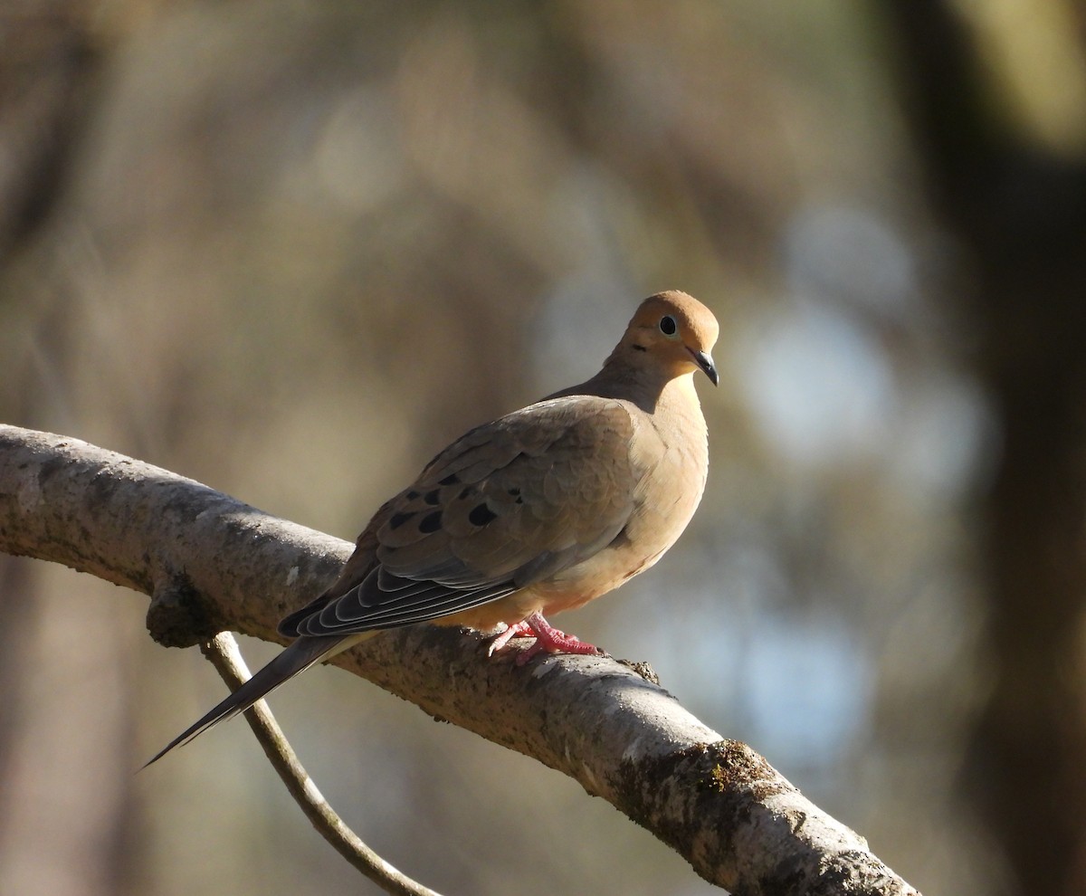 Mourning Dove - ML632527673