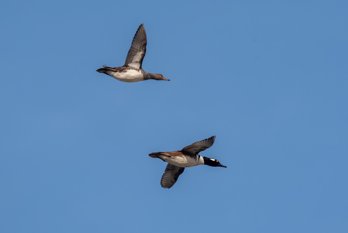 Hooded Merganser - ML632527711