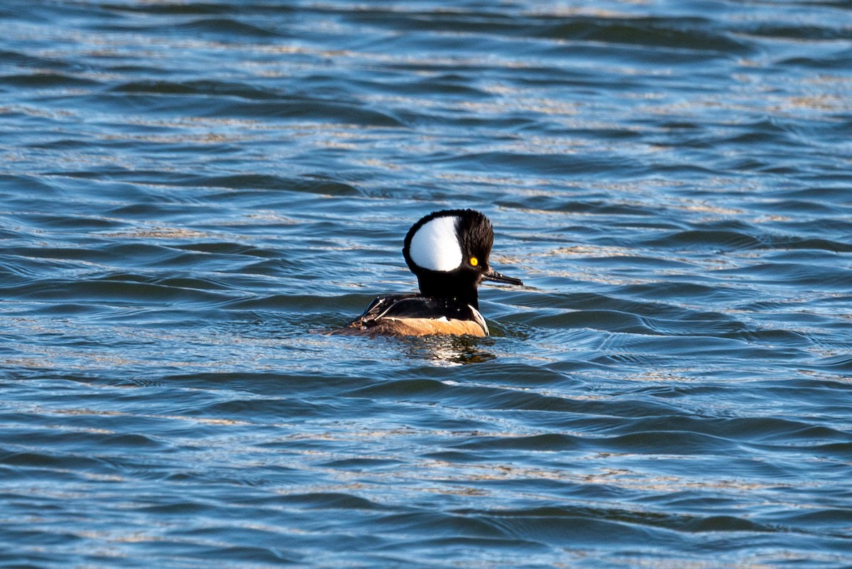 Hooded Merganser - ML632527712