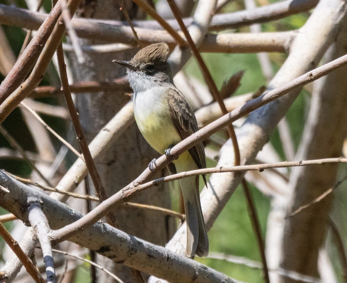 Dusky-capped Flycatcher - ML632527730