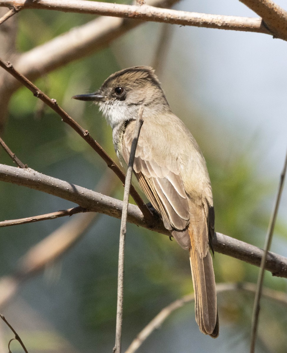 Dusky-capped Flycatcher - ML632527736