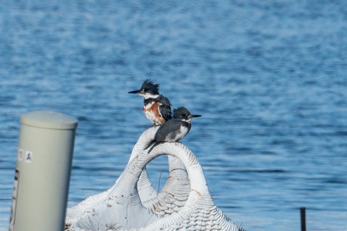 Belted Kingfisher - ML632527743