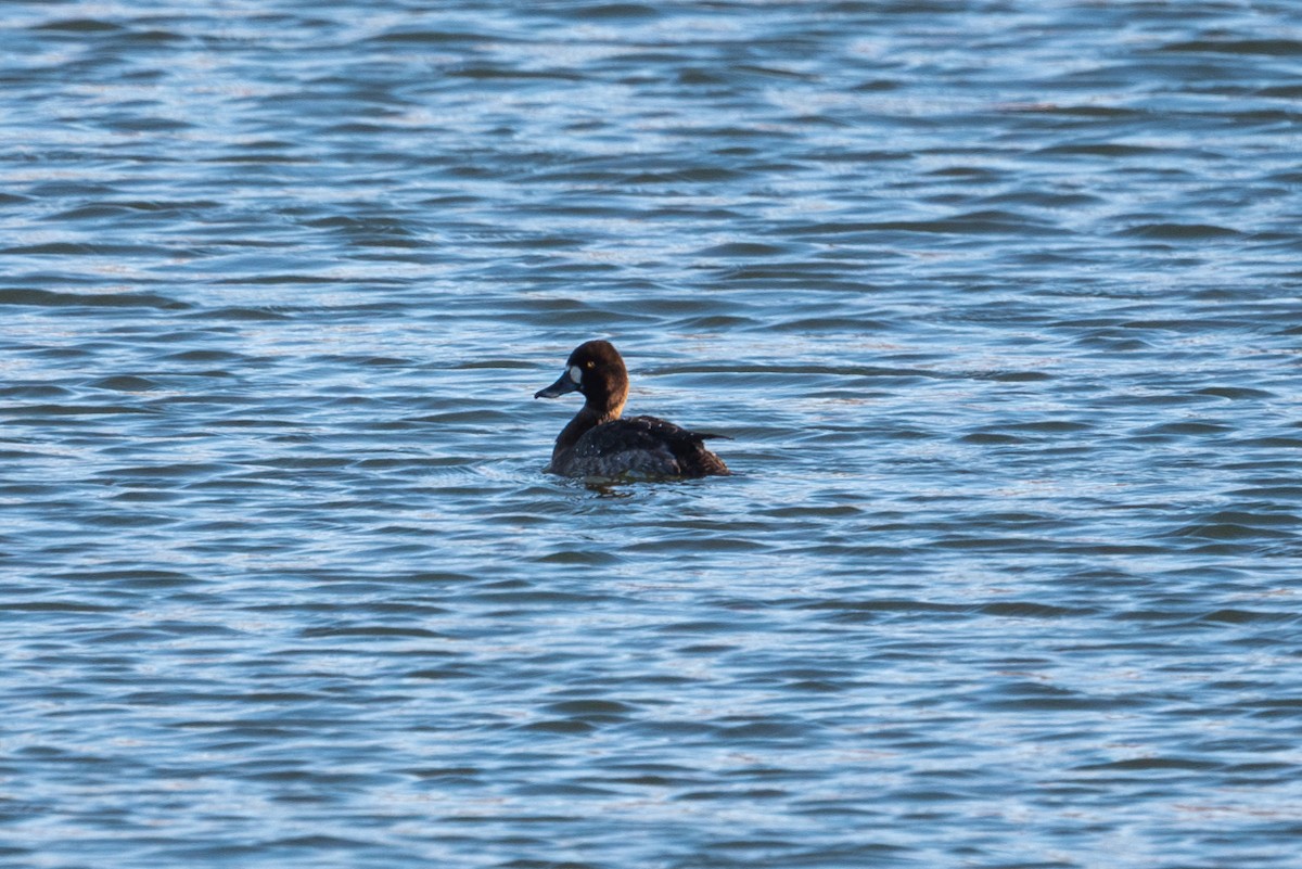 Lesser Scaup - ML632527763