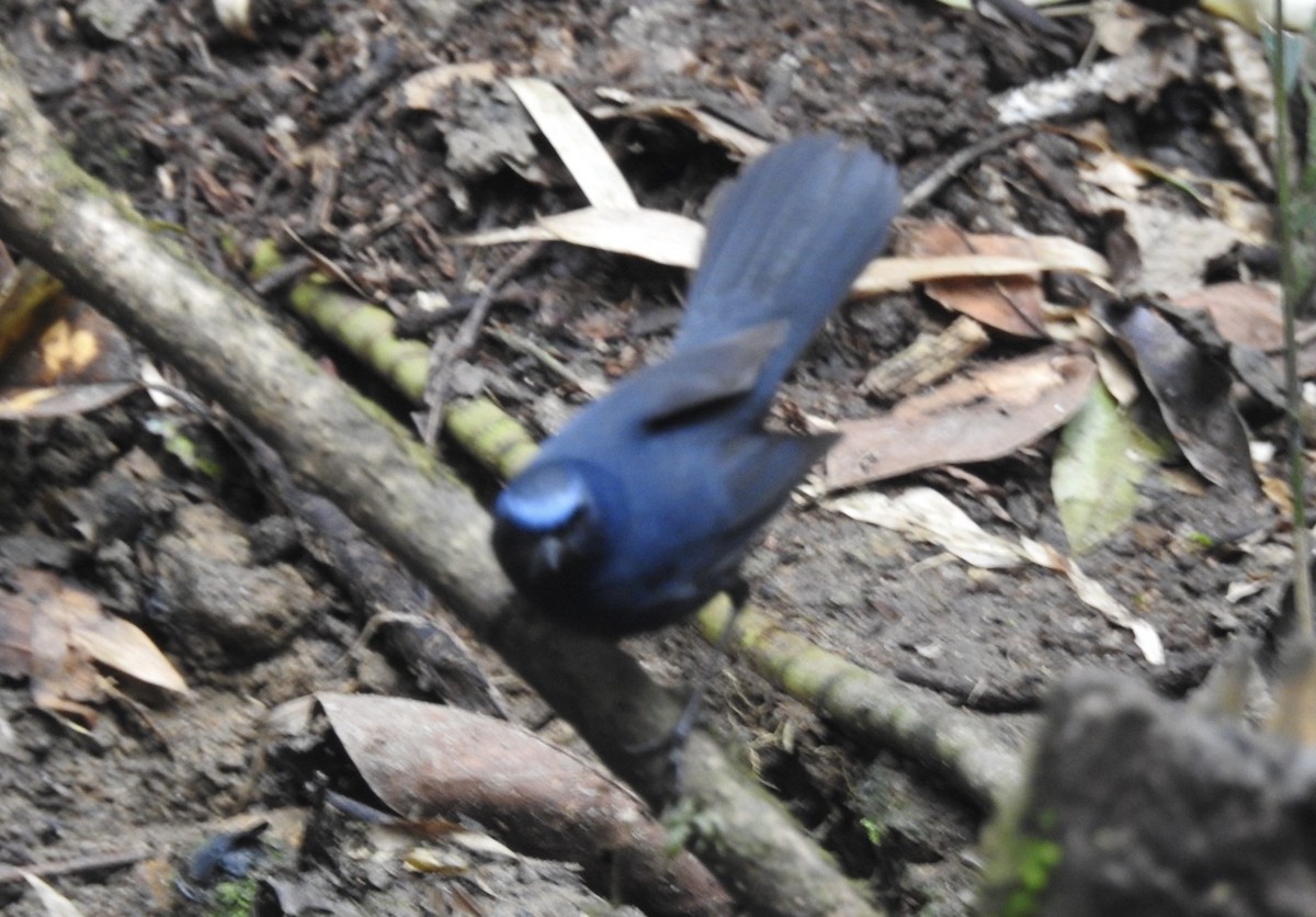 Blue-fronted Robin - ML632527841