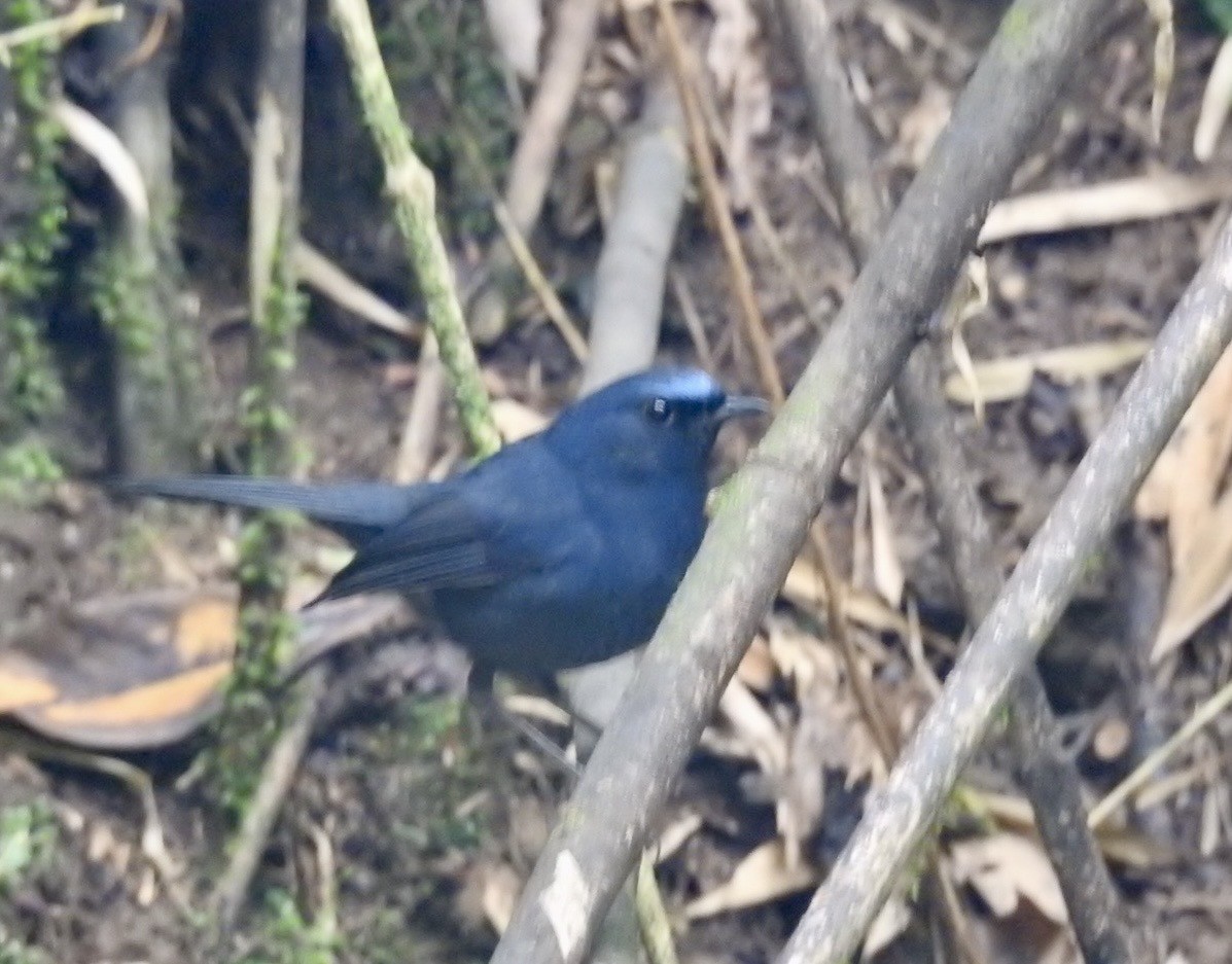 Blue-fronted Robin - ML632527842