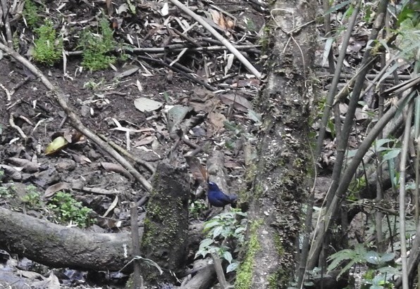 Blue-fronted Robin - ML632527843