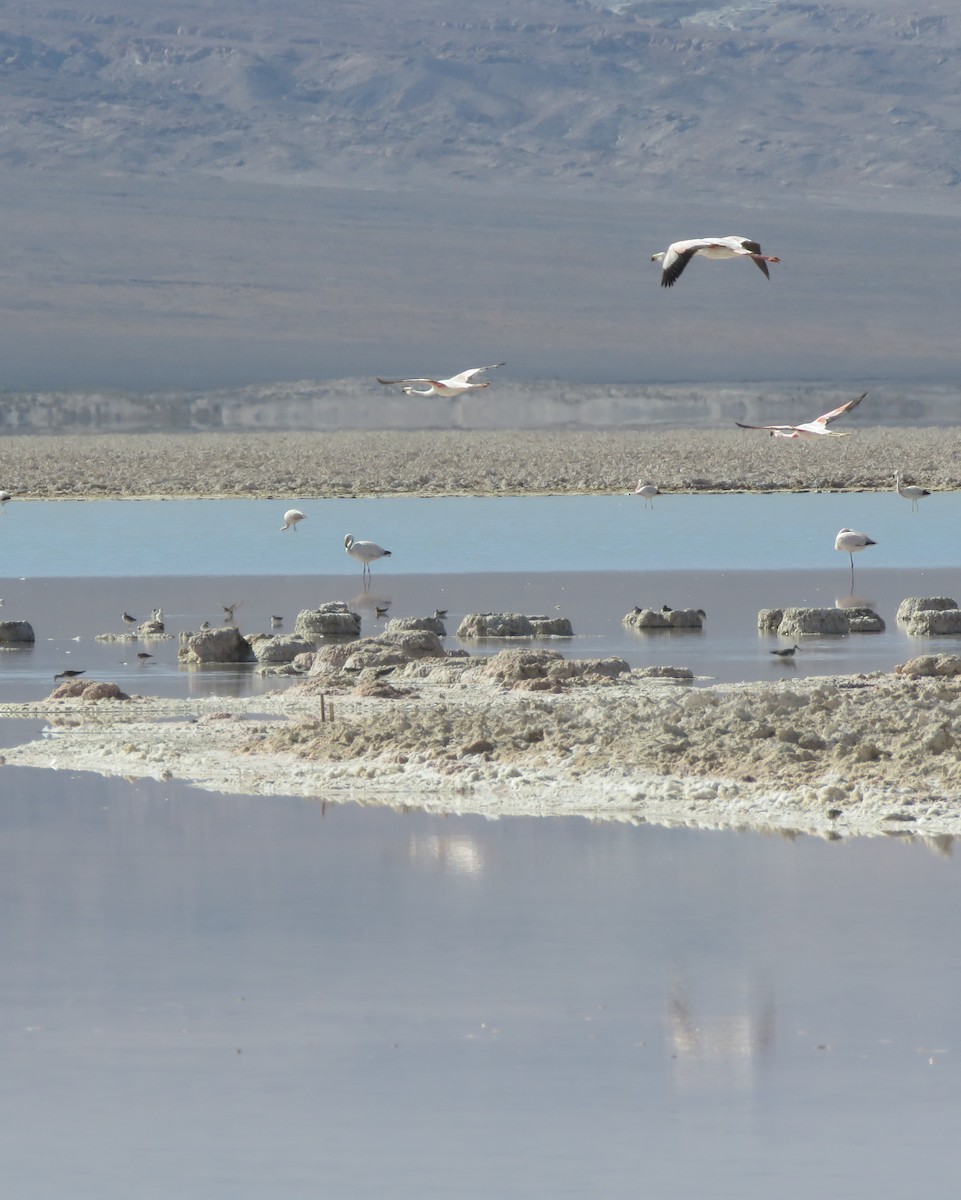 Andean Flamingo - ML632527850