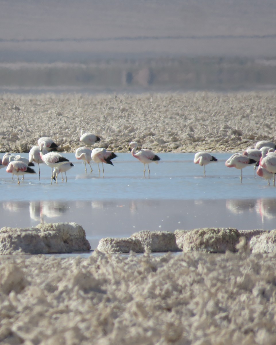 Andean Flamingo - ML632527852