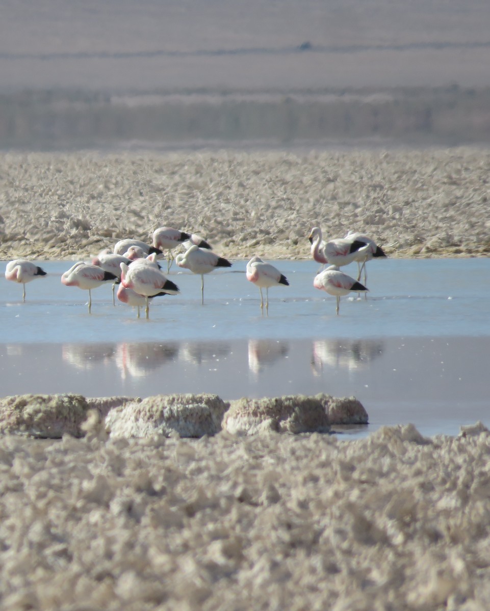 Andean Flamingo - ML632527853