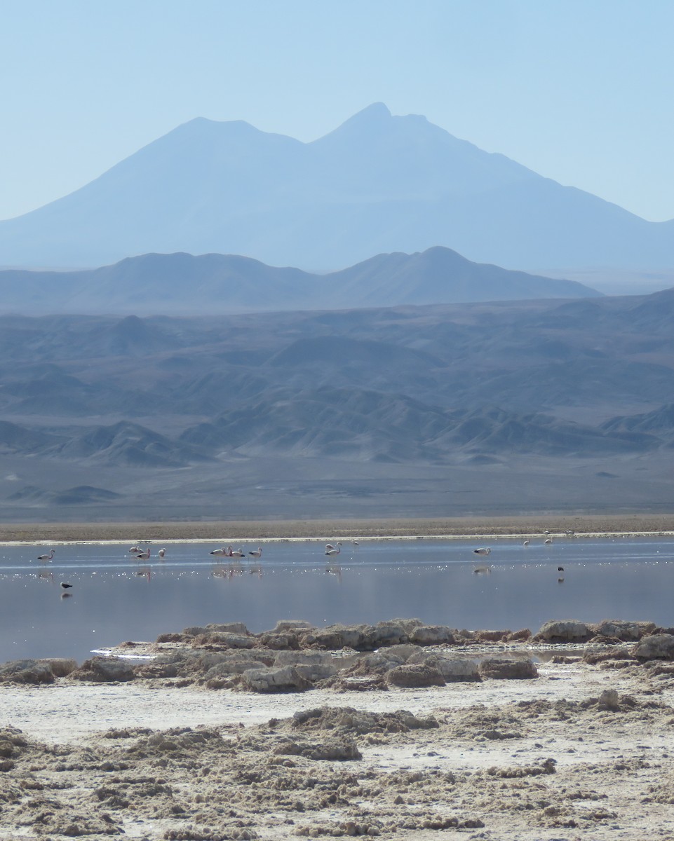 Andean Flamingo - ML632527854