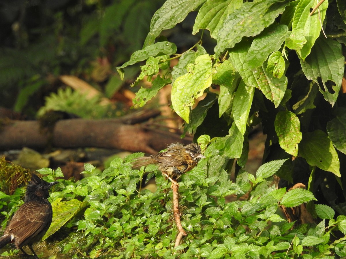 Gray-throated Babbler - ML632528149