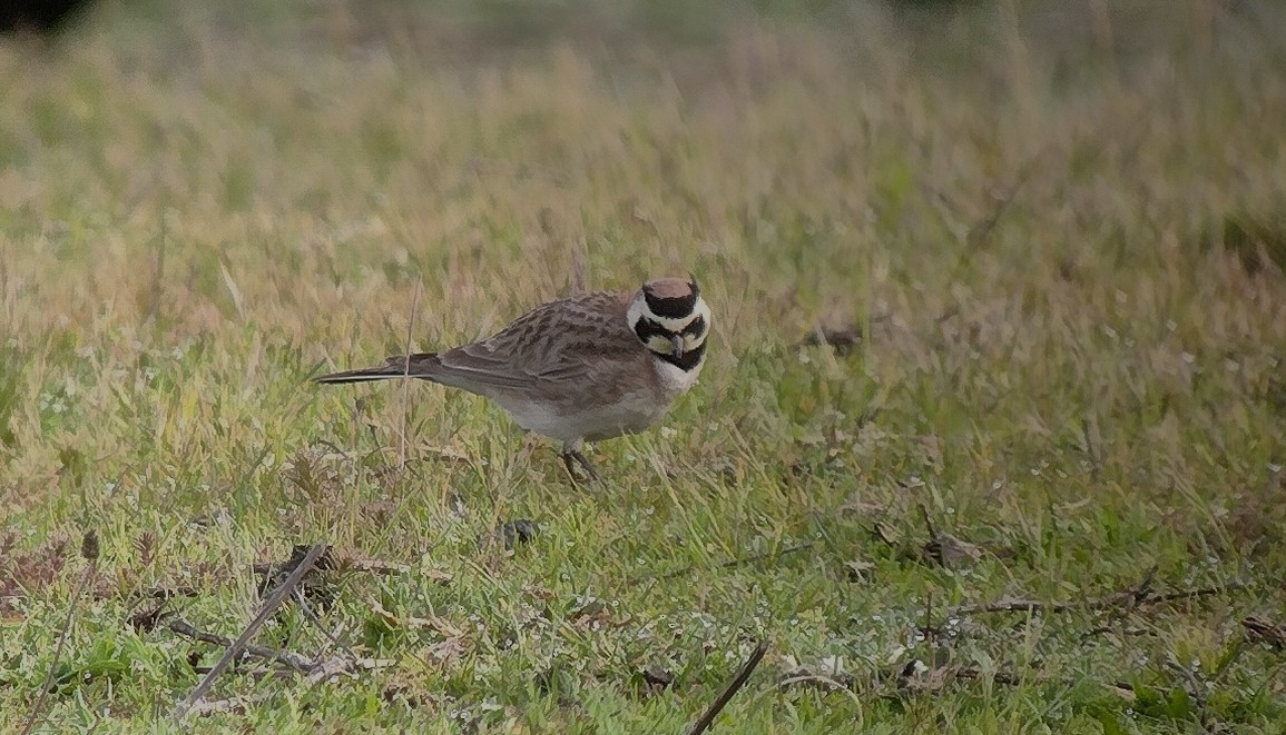 Horned Lark - ML632528269