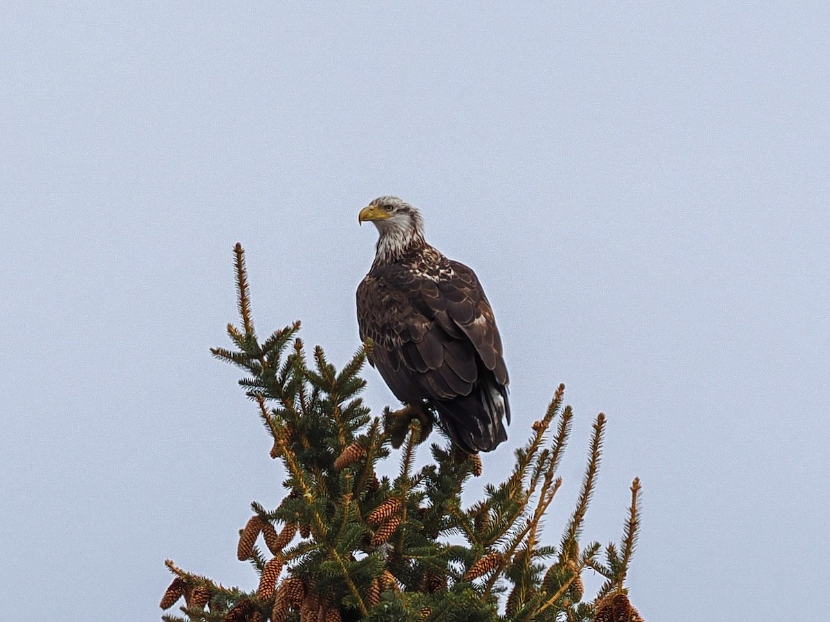 Bald Eagle - ML632528277