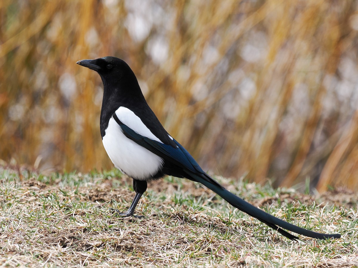 Black-billed Magpie - ML632528279