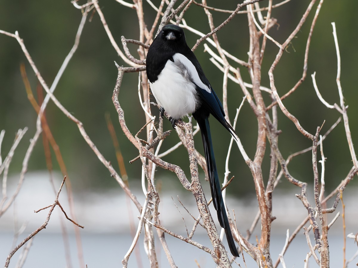 Black-billed Magpie - ML632528280