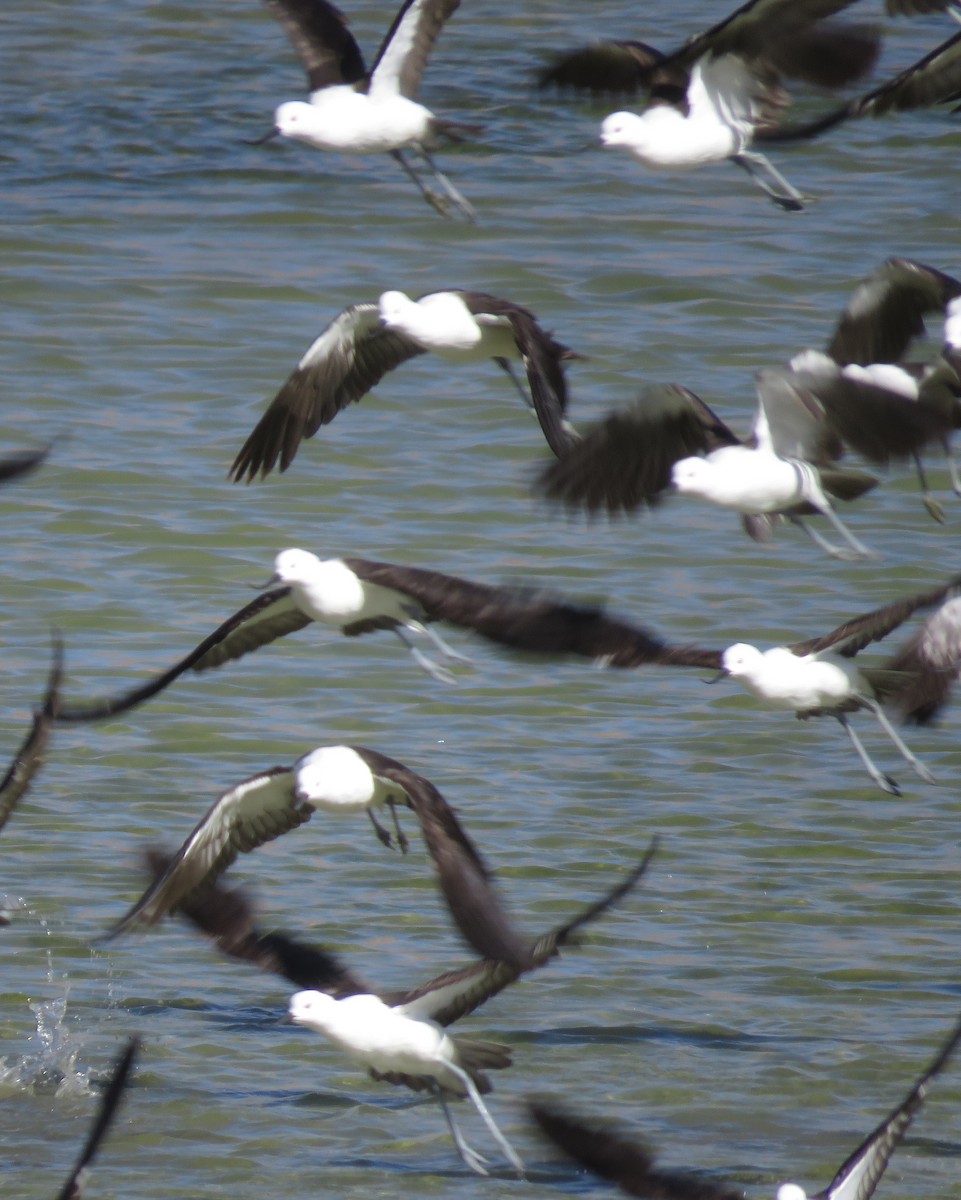 Andean Avocet - ML632528290