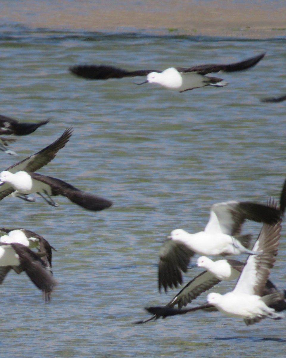 Andean Avocet - ML632528291