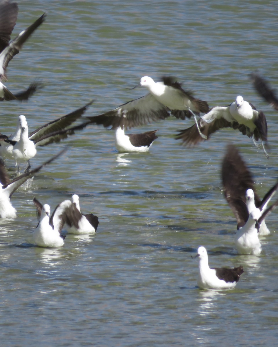 Andean Avocet - ML632528292