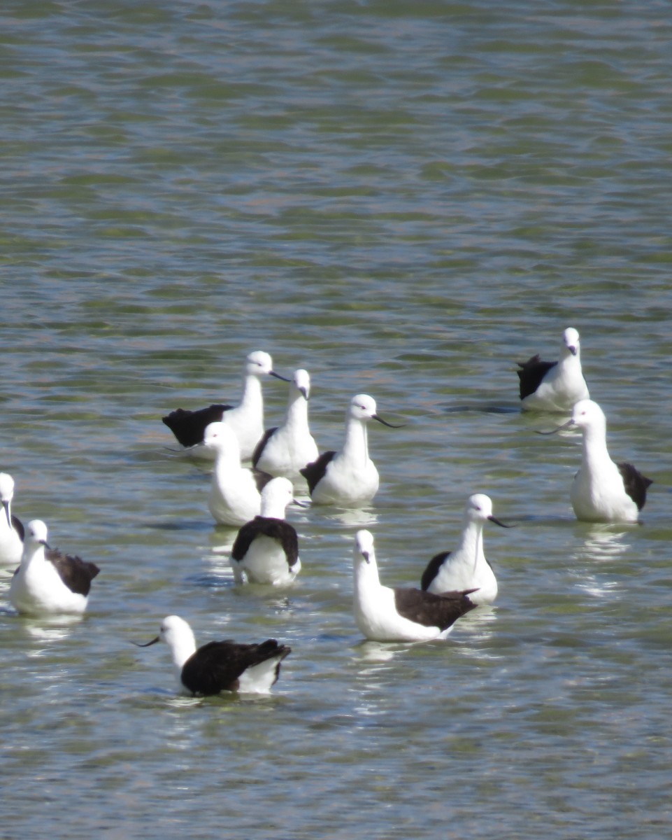 Andean Avocet - ML632528293
