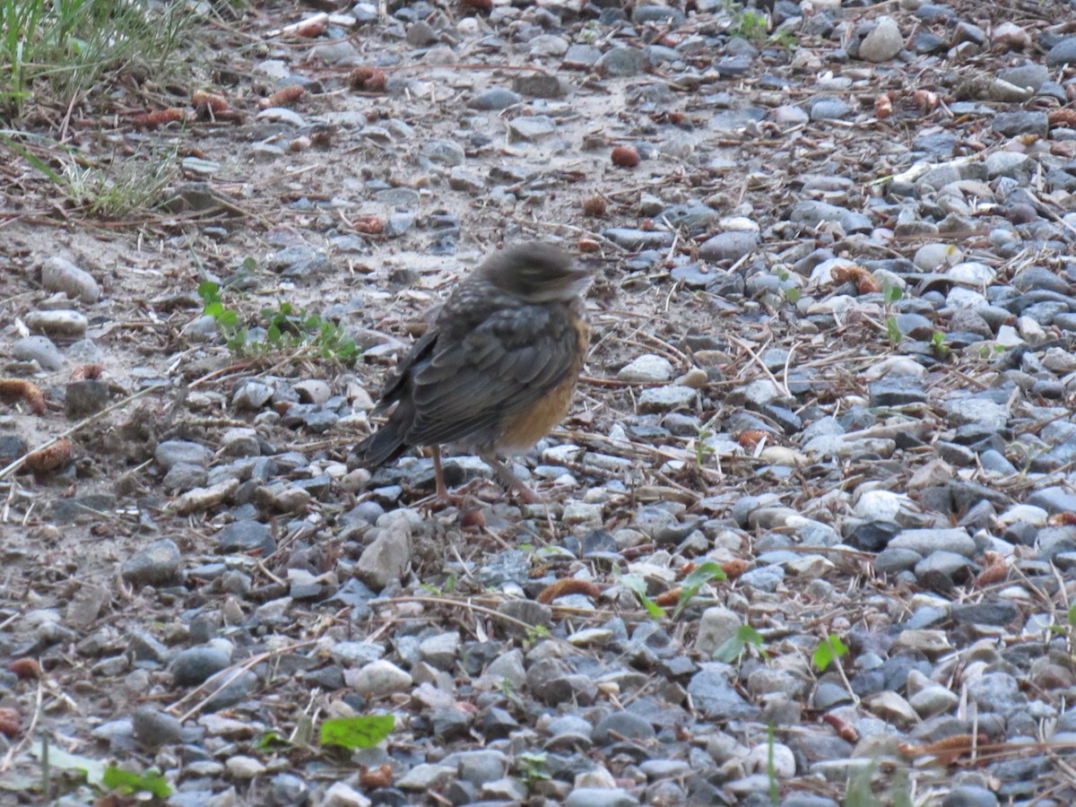 American Robin - ML63252831