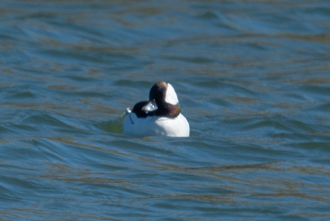 Bufflehead - ML632528363
