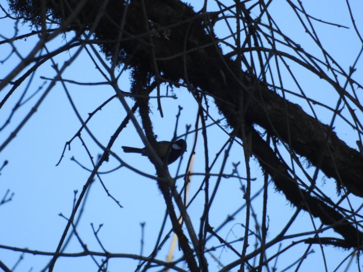 Bergkohlmeise - ML632528408