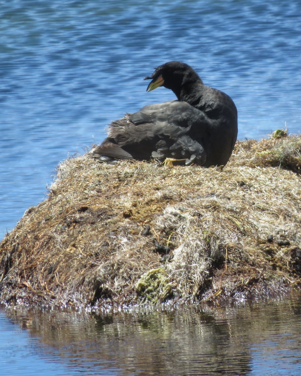 Horned Coot - ML632528604