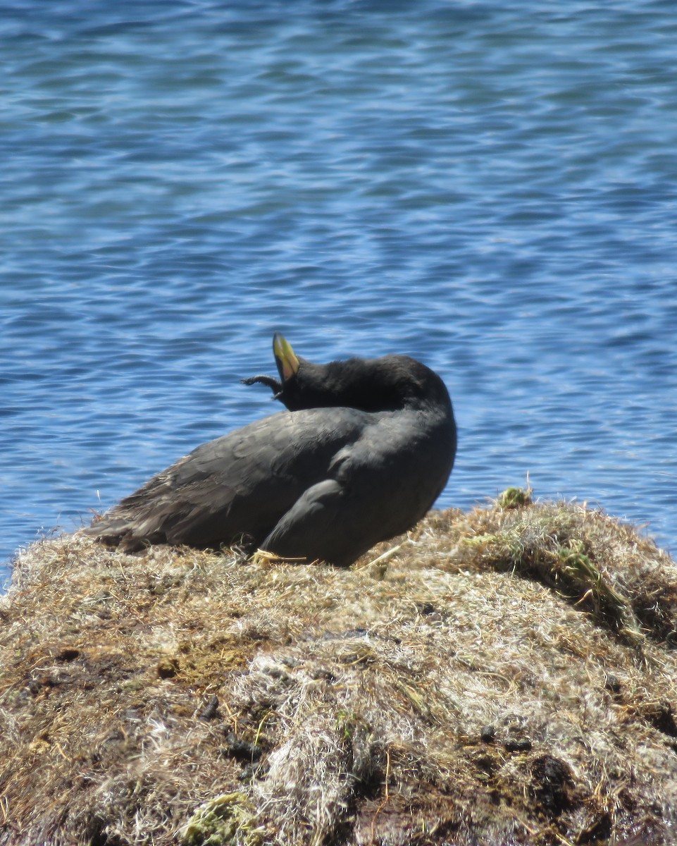 Horned Coot - ML632528605
