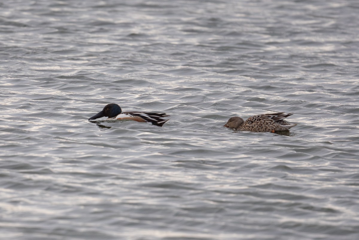 Халбага нугас - ML632528671