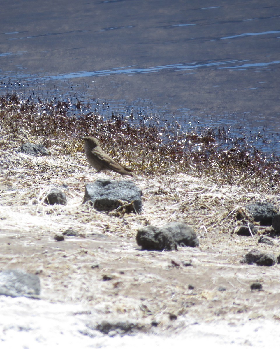 Andean Hillstar - ML632528693