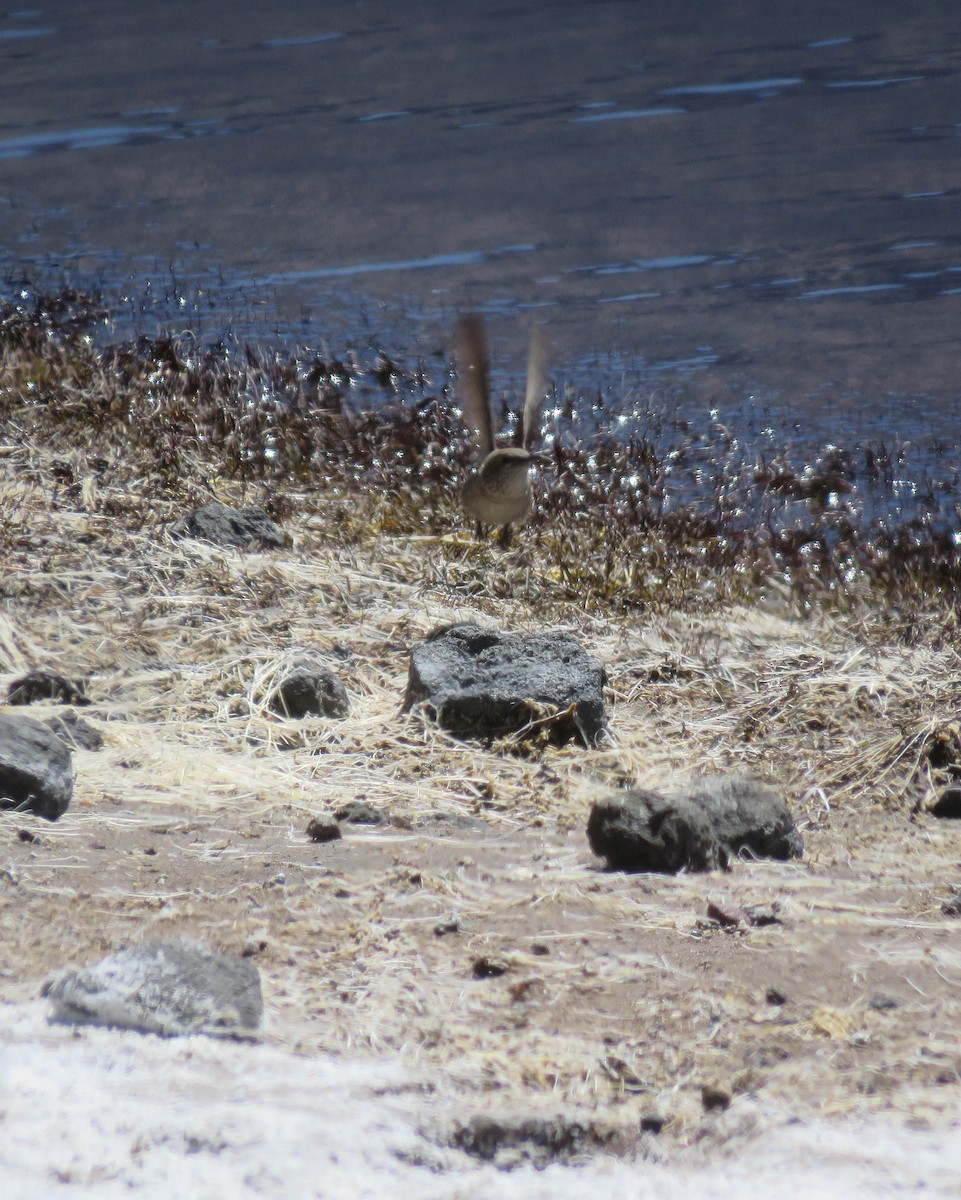 Andean Hillstar - ML632528694