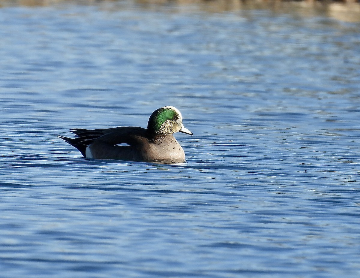 American Wigeon - ML632529297