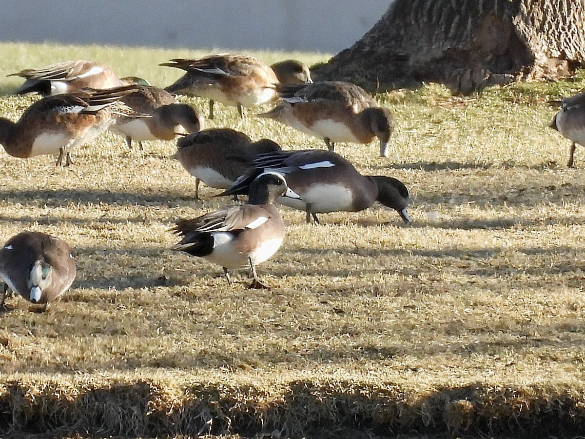 American Wigeon - ML632529322