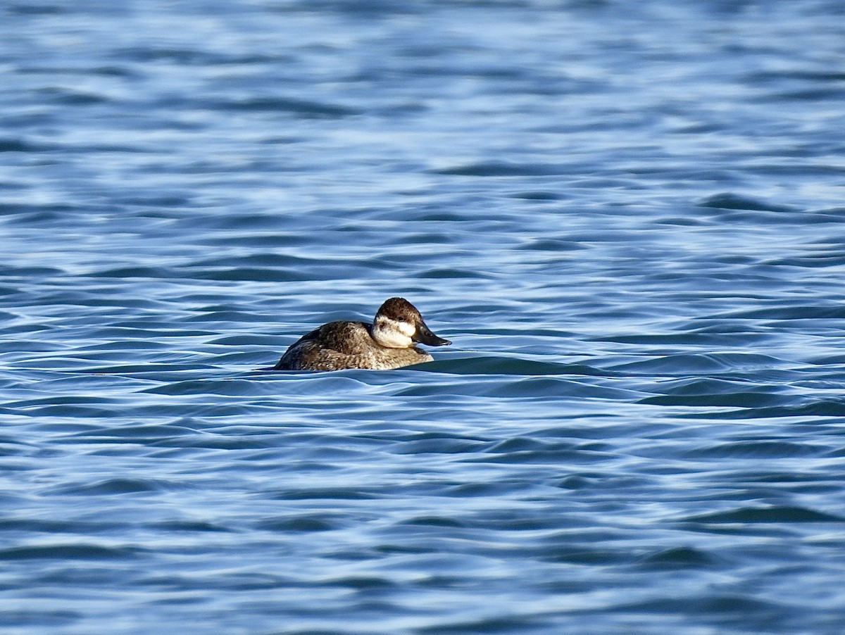 Ruddy Duck - ML632529393