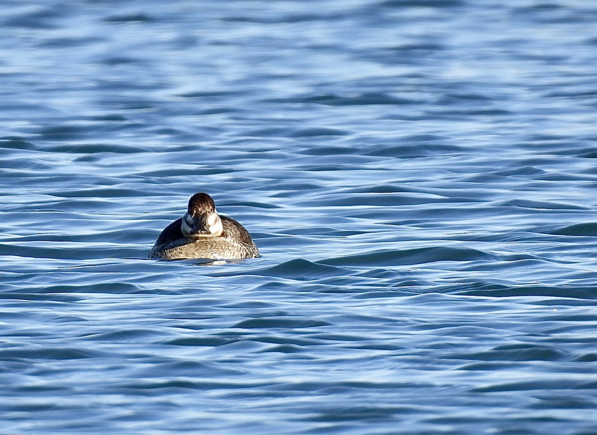 Ruddy Duck - ML632529428