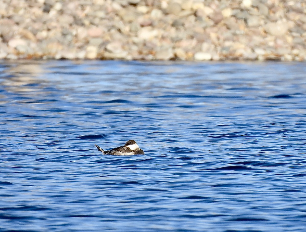 Ruddy Duck - ML632529454