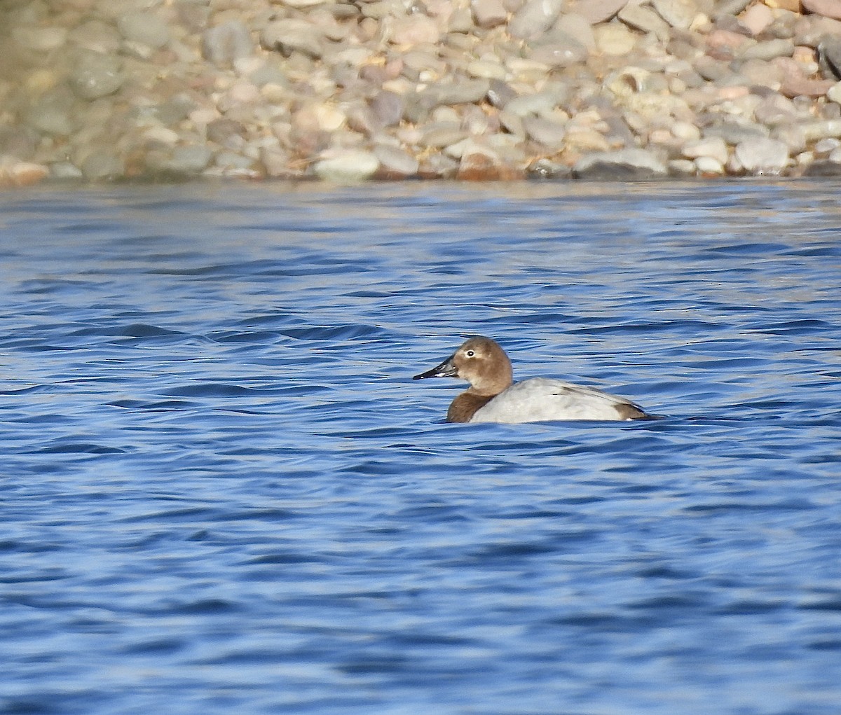 Canvasback - ML632529467