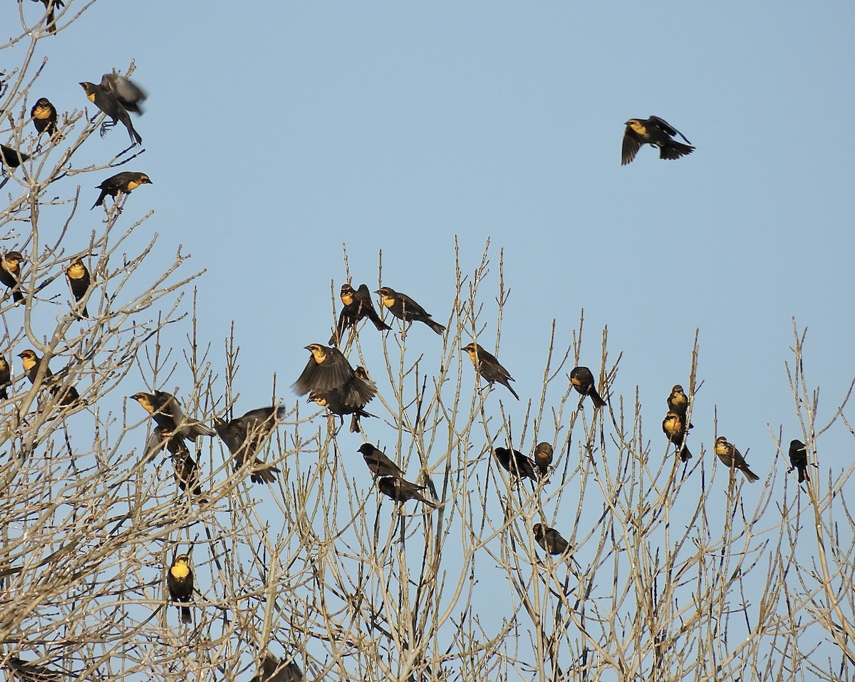 Yellow-headed Blackbird - ML632529475