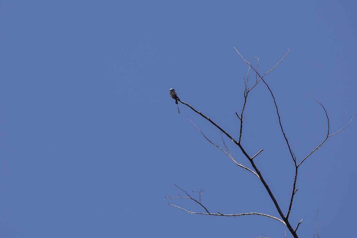 Long-tailed Tyrant - ML632529477