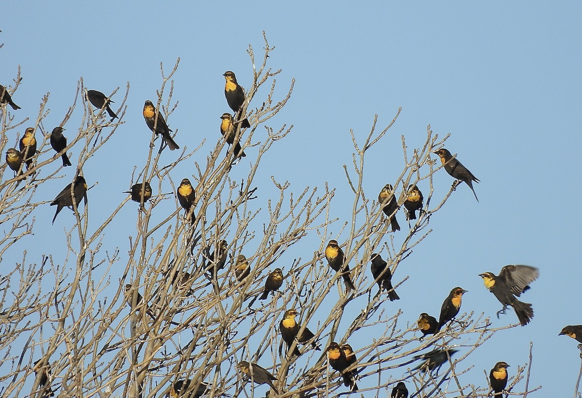 Yellow-headed Blackbird - ML632529478