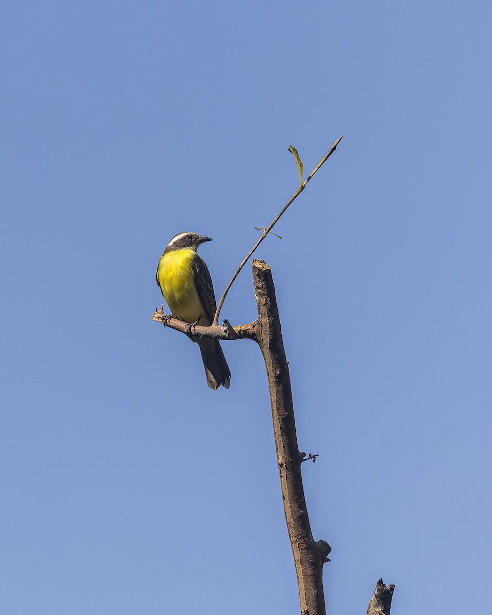 Social Flycatcher - ML632529479
