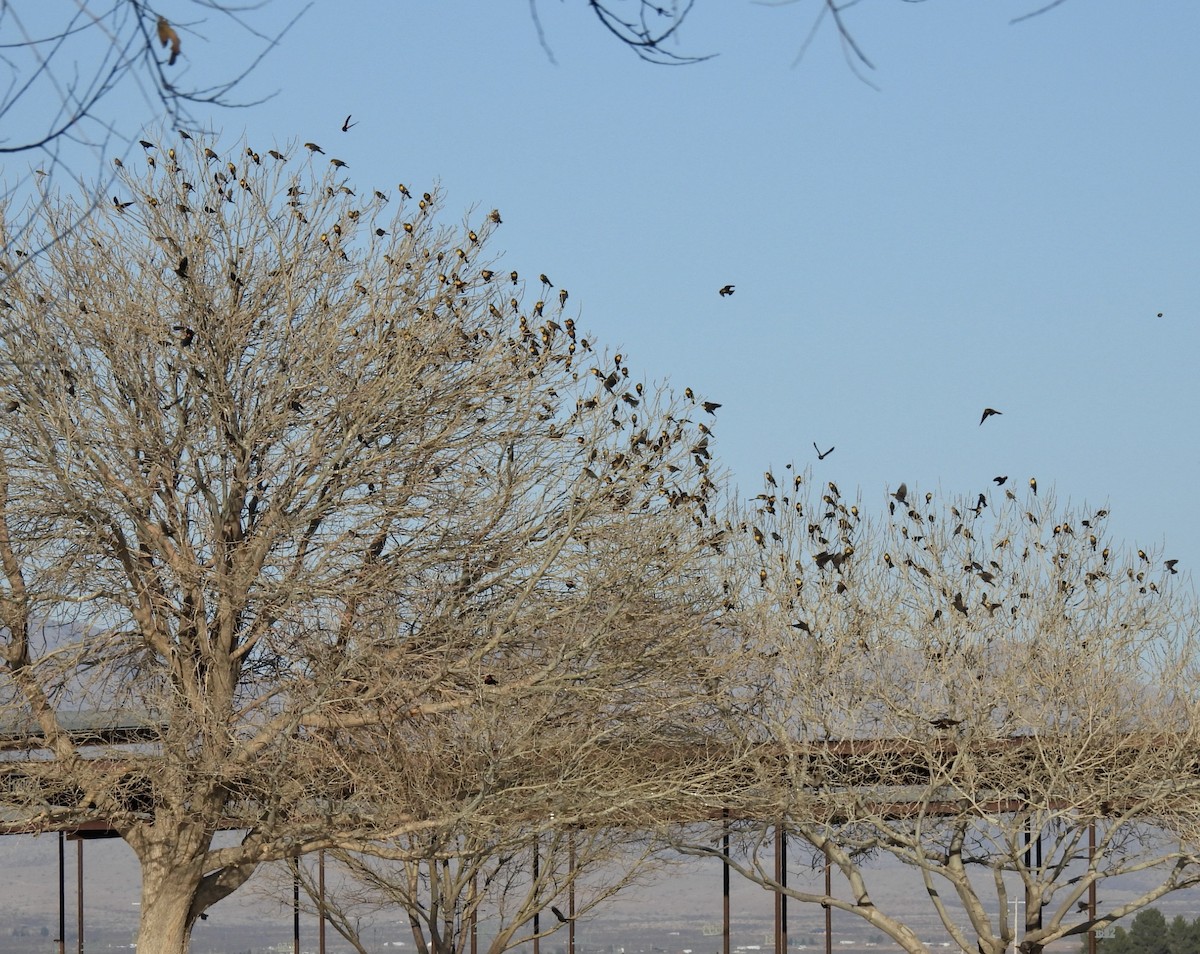 Yellow-headed Blackbird - ML632529500