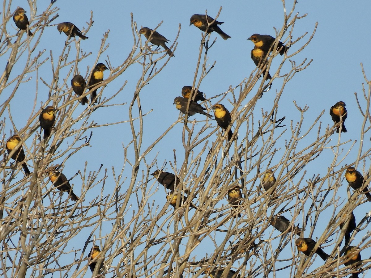 Yellow-headed Blackbird - ML632529507
