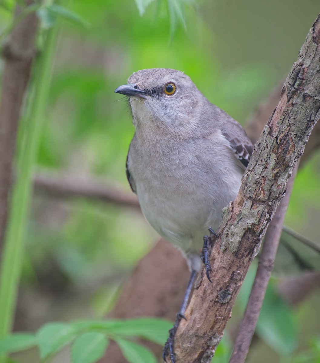 Northern Mockingbird - ML632529524