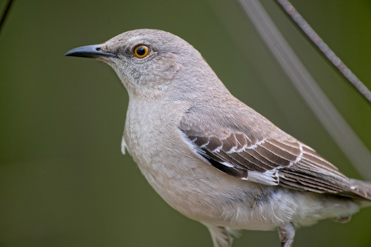Northern Mockingbird - ML632529526
