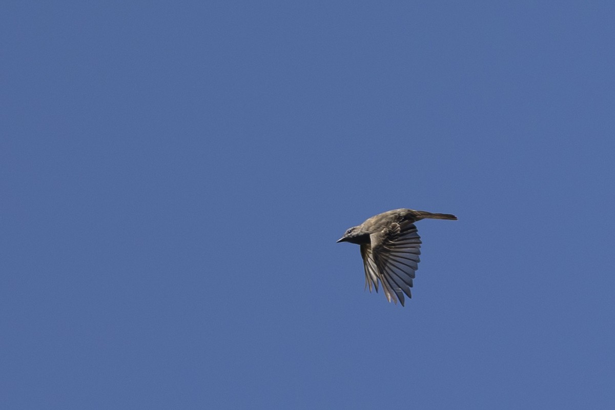 Crowned Slaty Flycatcher - ML632529532
